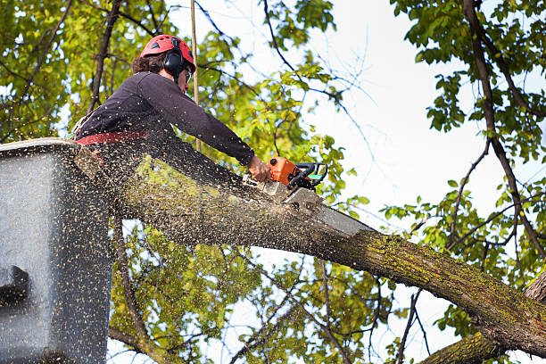 Best Hazardous Tree Removal  in USA